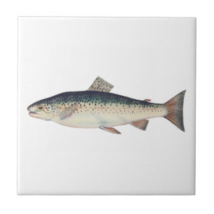 Farbige Vintage-Lachs-Illustration Fliese