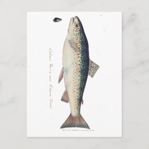 Farbige Vintage-Lachs-Illustration Postkarte