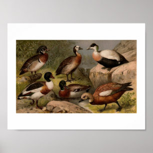Farbige Vintage-Malerei von Enten Poster