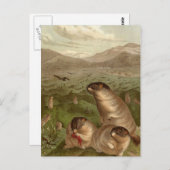 Farbige Vintage Murmeltier-Illustrationskarte Postkarte (Vorne/Hinten)