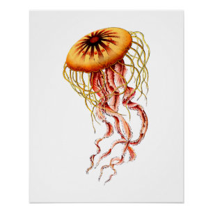 Farbige Vintage-Qualle Poster