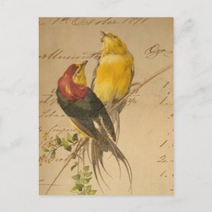 Farbige Vintage-Vögel auf altem Ledger-Papier Postkarte