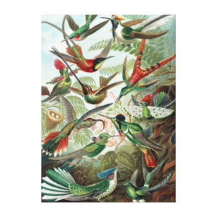 Farbige Vögel von Ernst Haeckel Poster Leinwanddruck