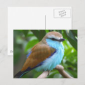 Farbige Vogelpostkarte Postkarte (Vorne/Hinten)