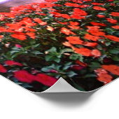 Farbige Wasserfass mit Blume-Poster Poster (Ecke)