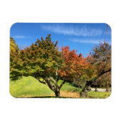 Farbiger Ahornbaum im Herbst Magnet (Horizontal)
