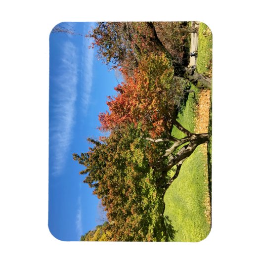 Farbiger Ahornbaum im Herbst Magnet (Vertikal)