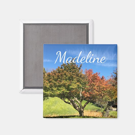 Farbiger Ahornbaum im Herbst Magnet (Vorderseite/Rückseite)