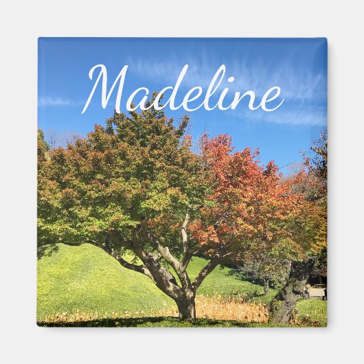 Farbiger Ahornbaum im Herbst Magnet (Vorne)