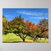 Farbiger Ahornbaum im Herbst Poster (Vorne)