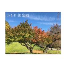 Farbiger Ahornbaum im Herbst