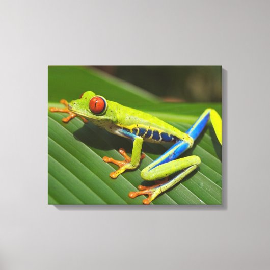 Farbiger Baumfrosch Leinwanddruck (Vorderseite)