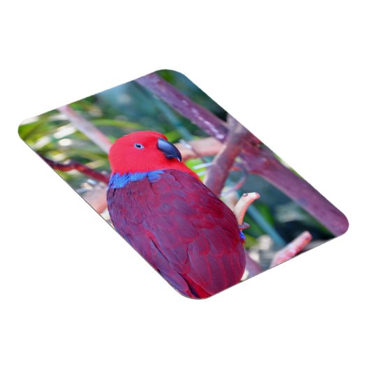 Farbiger Ektuspapagemagnet Magnet (Rechte Seite)