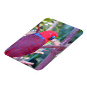 Farbiger Ektuspapagemagnet Magnet (Linke Seite)