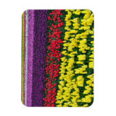 Farbiger Federtulips-Magnet Magnet (Vertikal)
