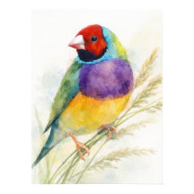 Farbiger Gouldamadine-Vogel