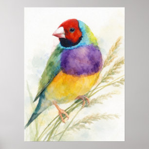 Farbiger Gouldamadine-Vogel Poster