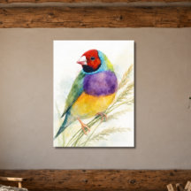 Farbiger Gouldamadine-Vogel
