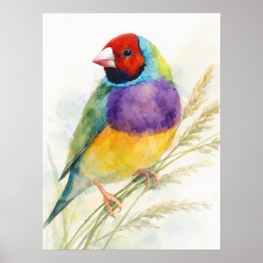 Farbiger Gouldianfink-Vogel sitzt Poster (Vorne)