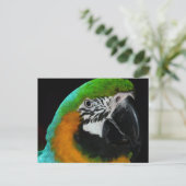 Farbiger Grüner Papagei Postkarte (Stehend Vorderseite)