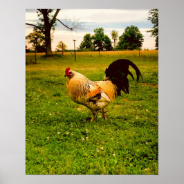 Farbiger Hahn Farmleben Foto Poster