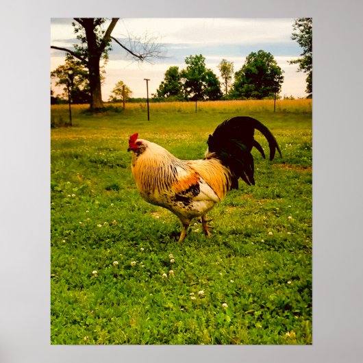 Farbiger Hahn Farmleben Foto Poster (Vorne)