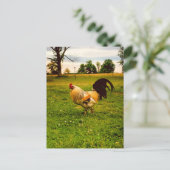 Farbiger Hahn Farmleben Foto Postkarte (Stehend Vorderseite)