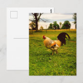 Farbiger Hahn Farmleben Foto Postkarte (Vorne/Hinten)