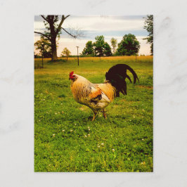 Farbiger Hahn Farmleben Foto Postkarte
