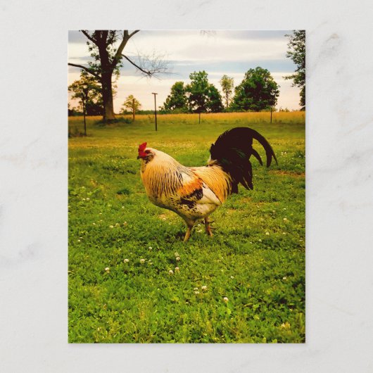 Farbiger Hahn Farmleben Foto Postkarte (Vorderseite)