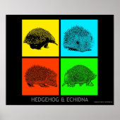 Farbiger Igel und Echidna Poster (Vorne)