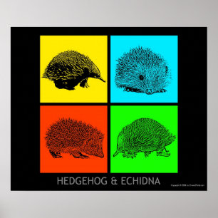 Farbiger Igel und Echidna Poster