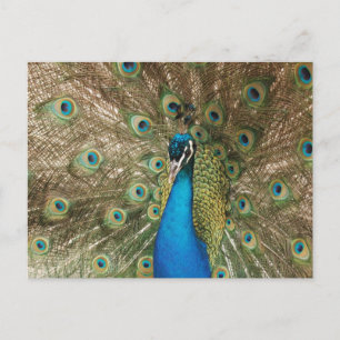 Farbiger männlicher Pfau mit ausgebreiteten Federn Postkarte