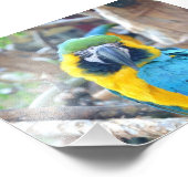 Farbiger Papagei - Foto drucken (Ecke)