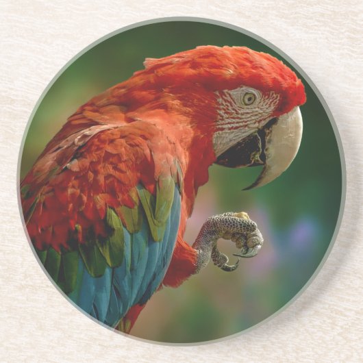 Farbiger Papagei Getränkeuntersetzer (Vorne)