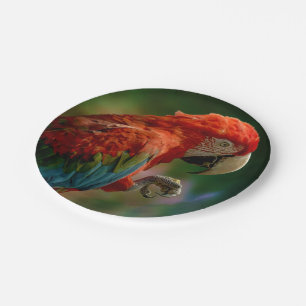 Farbiger Papagei Pappteller