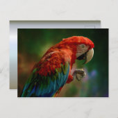 Farbiger Papagei Postkarte (Vorne/Hinten)