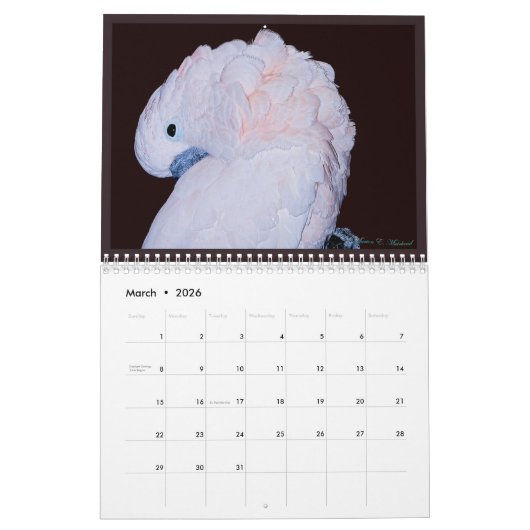 Farbiger Papageienkalender Kalender (Mär 2026)