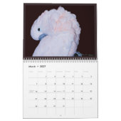 Farbiger Papageienkalender Kalender (Mär 2027)