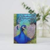 Farbiger Pfau Postkarte (Stehend Vorderseite)