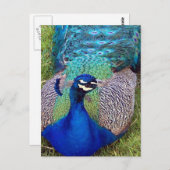 Farbiger Pfau Postkarte (Vorne/Hinten)