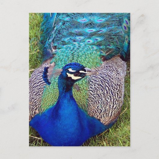 Farbiger Pfau Postkarte (Vorderseite)