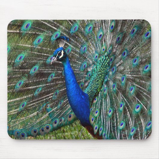 Farbiger Pfauenprint Mousepad (Vorne)