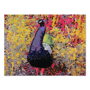 Farbiger Pfauenvogel Fotodruck