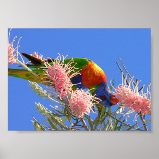 Farbiger Regenbogen-Lori-Vogel, der Nektar isst Poster
