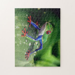 Farbiger Rotschaumfrosch auf Blätter der Pflanze Puzzle