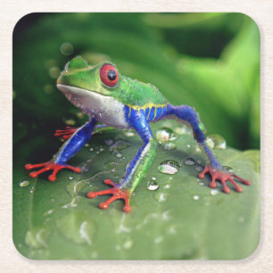 Farbiger Rotschaumfrosch auf Blätter der Pflanze Rechteckiger Pappuntersetzer