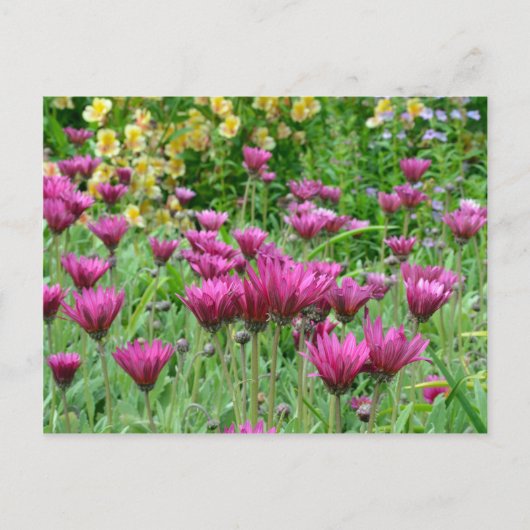 Farbiger Sommergarten Postkarte (Vorderseite)