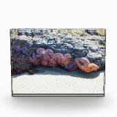 Farbiger Starfish am Bob Creek, OR Fotoblock (Vorderseite)