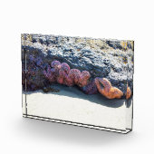 Farbiger Starfish am Bob Creek, OR Fotoblock (Rechts)